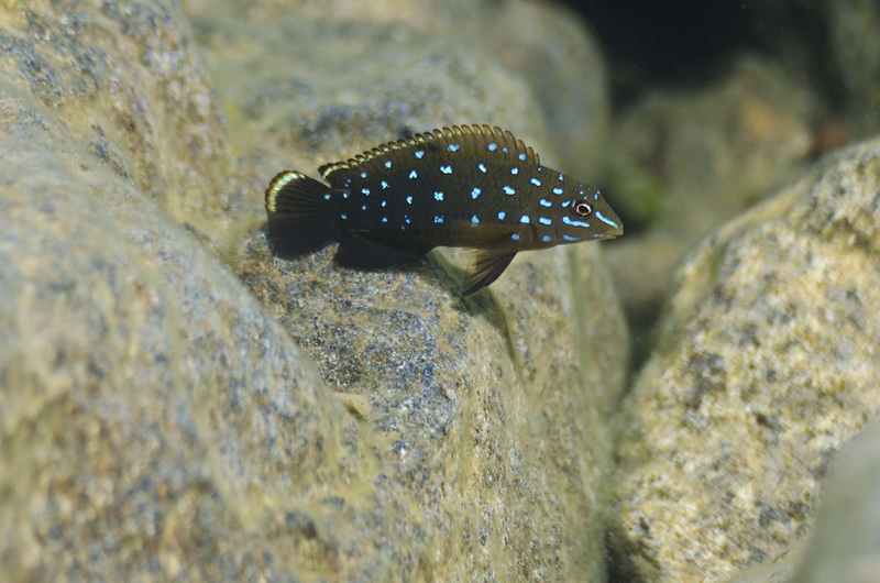 Tanganicodus sp. 'kavalla' Kibige Island